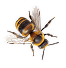 bee-top-view